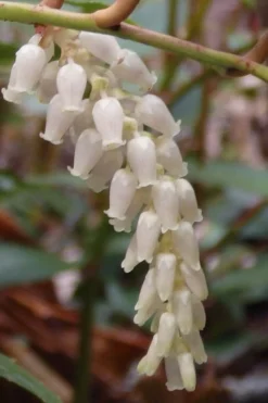 Rejoyce Coast Leucothoe (Leucothoe Axillaris) - 3 Gallon Pot -Garden & Outdoors leucothoe axillaris rejoyce 11