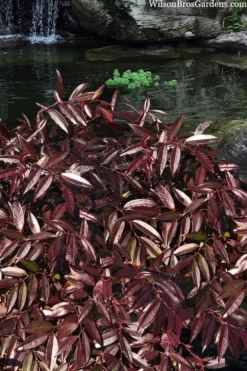 Rejoyce Coast Leucothoe (Leucothoe Axillaris) - 3 Gallon Pot -Garden & Outdoors leucothoe axillaris rejoyce 3