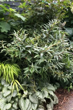 Rejoyce Coast Leucothoe (Leucothoe Axillaris) - 3 Gallon Pot -Garden & Outdoors leucothoe axillaris rejoyce 7