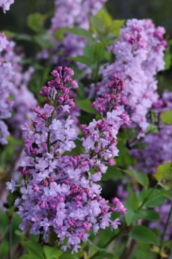 Scentara Double Blue Lilac - 3 Gallon Pot -Garden & Outdoors lilac scentara double blue 1