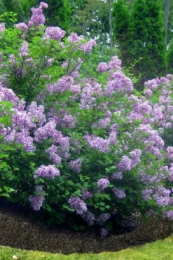 Scentara Double Blue Lilac - 3 Gallon Pot -Garden & Outdoors lilac scentara double blue 4