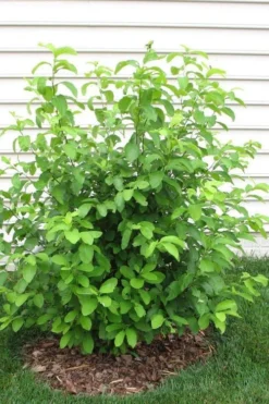 Spicebush (Lindera Benzoin) - 1 Gallon Pot -Garden & Outdoors lindera benzoin yellow spicebush 11