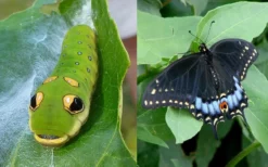 Spicebush (Lindera Benzoin) - 1 Gallon Pot -Garden & Outdoors lindera benzoin yellow spicebush 23
