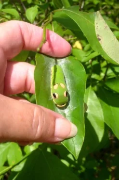 Spicebush (Lindera Benzoin) - 1 Gallon Pot -Garden & Outdoors lindera benzoin yellow spicebush 7