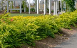 Thunderbolt Golden Box Honeysuckle - 3 Gallon Pot -Garden & Outdoors lonicera nitida thunderbolt box honeysuckle 1