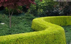 Thunderbolt Golden Box Honeysuckle - 3 Gallon Pot -Garden & Outdoors lonicera nitida thunderbolt box honeysuckle 4