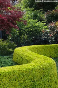 Thunderbolt Golden Box Honeysuckle - 3 Gallon Pot -Garden & Outdoors lonicera nitida thunderbolt box honeysuckle 5