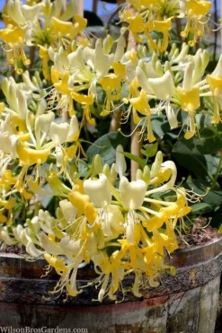 Scentsation Fragrant Yellow Honeysuckle - Lonicera Periclymenum - 1 Gallon Pot 12 Scentsation Fragrant Yellow Honeysuckle - Lonicera Periclymenum - 1 Gallon Pot -Garden & Outdoors lonicera scentsation fragrant yellow honeysuckle 101