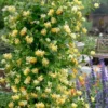 Scentsation Fragrant Yellow Honeysuckle - Lonicera Periclymenum - 1 Gallon Pot