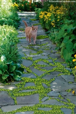 Yellow Star Creeper (Lysimachia Japonica Var. Minutissima) - 5 Pack Of Pint Pots