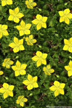 Yellow Star Creeper (Lysimachia Japonica Var. Minutissima) - 5 Pack Of Pint Pots -Garden & Outdoors lysimachia japonica minutissima dwarf creeping jenny 11