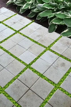 Yellow Star Creeper (Lysimachia Japonica Var. Minutissima) - 5 Pack Of Pint Pots -Garden & Outdoors lysimachia japonica minutissima dwarf creeping jenny 200