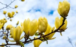 Butterflies Yellow Magnolia (Tulip Tree) - 1 Gallon Pot -Garden & Outdoors magnolia butterflies yellow tulip tree 2