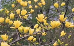 Butterflies Yellow Magnolia (Tulip Tree) - 1 Gallon Pot -Garden & Outdoors magnolia butterflies yellow tulip tree 3