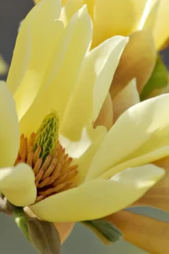 Butterflies Yellow Magnolia (Tulip Tree) - 1 Gallon Pot -Garden & Outdoors magnolia butterflies yellow tulip tree 5