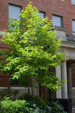 Butterflies Yellow Magnolia (Tulip Tree) - 1 Gallon Pot -Garden & Outdoors magnolia butterflies yellow tulip tree 7