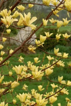 Butterflies Yellow Magnolia (Tulip Tree) - 1 Gallon Pot -Garden & Outdoors magnolia butterflies yellow tulip tree 8