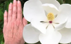 Edith Bogue Cold Hardy Evergreen Magnolia - 3 Gallon Pot (2-3') 12 Edith Bogue Cold Hardy Evergreen Magnolia - 3 Gallon Pot (2-3') -Garden & Outdoors magnolia edith bogue 3 2