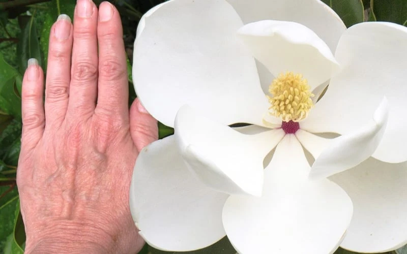 Edith Bogue Cold Hardy Evergreen Magnolia - 3 Gallon Pot (2-3') 5 Edith Bogue Cold Hardy Evergreen Magnolia - 3 Gallon Pot (2-3') - Image 5