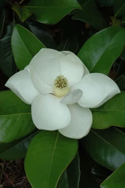 Edith Bogue Cold Hardy Evergreen Magnolia - 5 Gallon Pot -Garden & Outdoors magnolia edith bogue 5 1