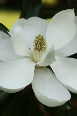 Edith Bogue Cold Hardy Evergreen Magnolia - 5 Gallon Pot -Garden & Outdoors magnolia edith bogue 6 2