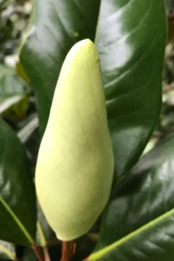 Edith Bogue Cold Hardy Evergreen Magnolia - 3 Gallon Pot (2-3') 14 Edith Bogue Cold Hardy Evergreen Magnolia - 3 Gallon Pot (2-3') -Garden & Outdoors magnolia edith bogue bud 1 2