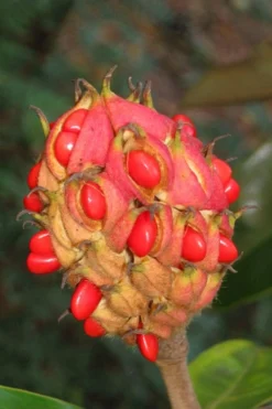 Edith Bogue Cold Hardy Evergreen Magnolia - 3 Gallon Pot (3-4') -Garden & Outdoors magnolia edith bogue fruit 1