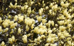 Elizabeth Magnolia (Tulip Tree) - 5 Gallon Pot 18 Elizabeth Magnolia (Tulip Tree) - 5 Gallon Pot -Garden & Outdoors magnolia elizabeth 15