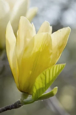 Elizabeth Magnolia (Tulip Tree) - 5 Gallon Pot 21 Elizabeth Magnolia (Tulip Tree) - 5 Gallon Pot -Garden & Outdoors magnolia elizabeth 2