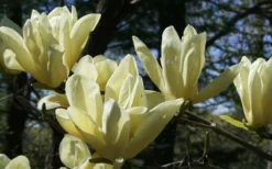 Elizabeth Magnolia (Tulip Tree) - 5 Gallon Pot 19 Elizabeth Magnolia (Tulip Tree) - 5 Gallon Pot -Garden & Outdoors magnolia elizabeth 4
