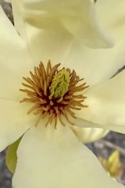 Elizabeth Magnolia (Tulip Tree) - 5 Gallon Pot 16 Elizabeth Magnolia (Tulip Tree) - 5 Gallon Pot -Garden & Outdoors magnolia elizabeth 6