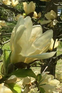 Elizabeth Magnolia (Tulip Tree) - 5 Gallon Pot 20 Elizabeth Magnolia (Tulip Tree) - 5 Gallon Pot -Garden & Outdoors magnolia elizabeth 8