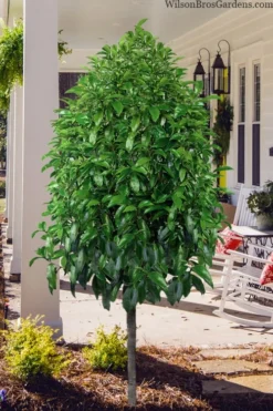 Stellar Ruby Magnolia Single Trunk Tree (Banana Shrub Hybrid) - 7 Gallon Pot (3-4') -Garden & Outdoors magnolia stellar ruby single trunk tree form 1