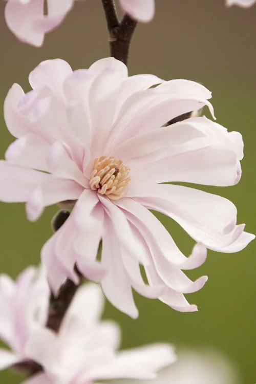 Waterlily Star Magnolia Tree - 3 Gallon Pot 7 Waterlily Star Magnolia Tree - 3 Gallon Pot - Image 7