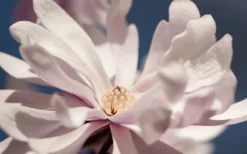 Waterlily Star Magnolia Tree - 3 Gallon Pot 19 Waterlily Star Magnolia Tree - 3 Gallon Pot -Garden & Outdoors magnolia stellata waterlily 103