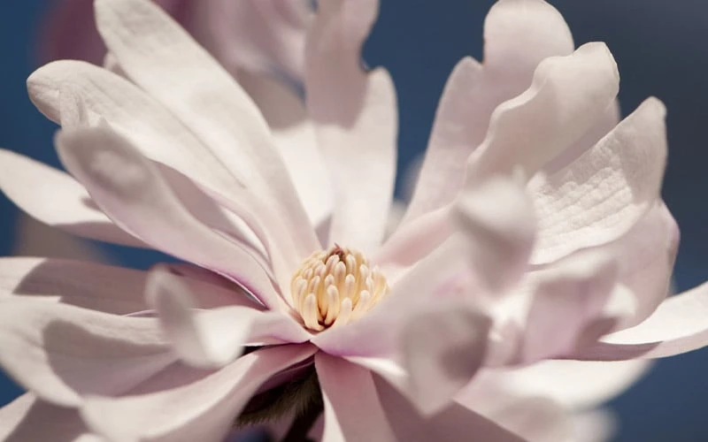 Waterlily Star Magnolia Tree - 3 Gallon Pot 8 Waterlily Star Magnolia Tree - 3 Gallon Pot - Image 8