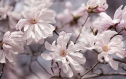 Waterlily Star Magnolia Tree - 3 Gallon Pot 16 Waterlily Star Magnolia Tree - 3 Gallon Pot -Garden & Outdoors magnolia stellata waterlily 106