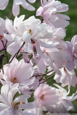 Waterlily Star Magnolia Tree - 3 Gallon Pot 23 Waterlily Star Magnolia Tree - 3 Gallon Pot -Garden & Outdoors magnolia stellata waterlily 109