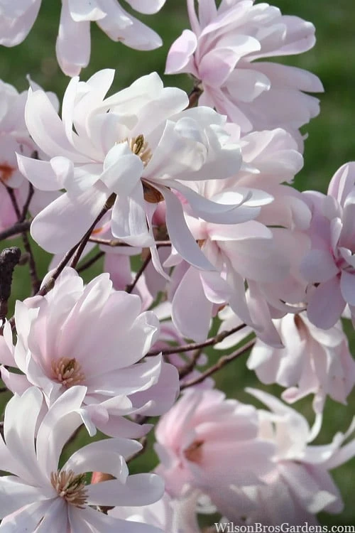 Waterlily Star Magnolia Tree - 3 Gallon Pot 12 Waterlily Star Magnolia Tree - 3 Gallon Pot - Image 12