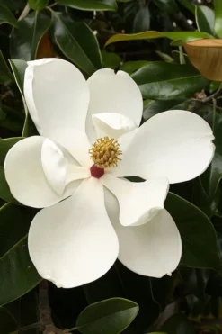 Teddy Bear Dwarf Southern Magnolia - 3 Gallon Pot 13 Teddy Bear Dwarf Southern Magnolia - 3 Gallon Pot -Garden & Outdoors magnolia teddy bear 3