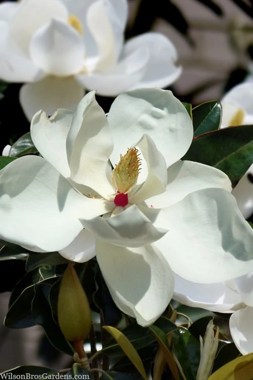Victoria Cold Hardy Evergreen Magnolia - 3 Gallon Pot 1 Victoria Cold Hardy Evergreen Magnolia - 3 Gallon Pot