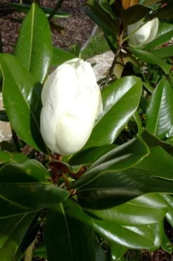 Victoria Cold Hardy Evergreen Magnolia - 3 Gallon Pot 12 Victoria Cold Hardy Evergreen Magnolia - 3 Gallon Pot -Garden & Outdoors magnolia victoria 8