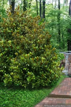 Victoria Cold Hardy Evergreen Magnolia - 3 Gallon Pot 11 Victoria Cold Hardy Evergreen Magnolia - 3 Gallon Pot -Garden & Outdoors magnolia victoria 9