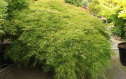 Otto's Dissectum Japanese Maple (Acer Palmatum) - 5 Gallon Pot -Garden & Outdoors maple japanese ottos 2 800x500 1