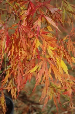 Otto's Dissectum Japanese Maple (Acer Palmatum) - 5 Gallon Pot -Garden & Outdoors maple japanese ottos 500x750 1