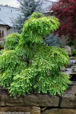 Miss Grace Weeping Dawn Redwood Tree (Metasequoia) - 3 Gallon Pot 10 Miss Grace Weeping Dawn Redwood Tree (Metasequoia) - 3 Gallon Pot -Garden & Outdoors metasequoia glyptostroboides miss grace weeping dawn redwood 5
