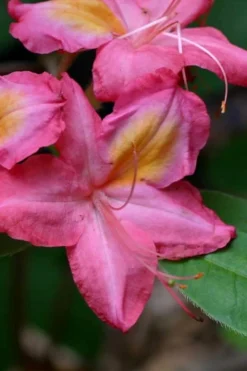 Country Cousin Pink Aromi Azalea (Rhododendron Hybrid) - 1 Gallon Pot