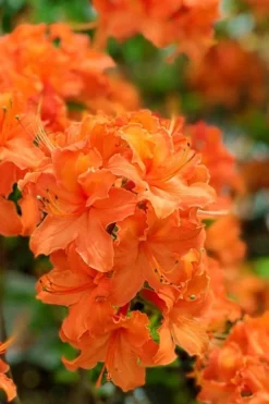 Mandarin Lights Cold Hardy Azalea (Rhododendron) - 3 Gallon Pot -Garden & Outdoors native azalea mandarin lights 1