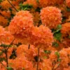 Mandarin Lights Cold Hardy Azalea (Rhododendron) - 3 Gallon Pot
