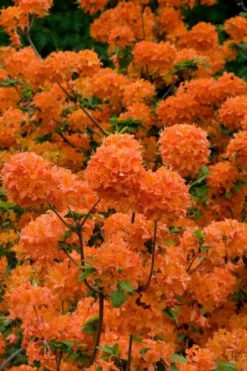 Mandarin Lights Cold Hardy Azalea (Rhododendron) - 3 Gallon Pot -Garden & Outdoors native azalea mandarin lights 3